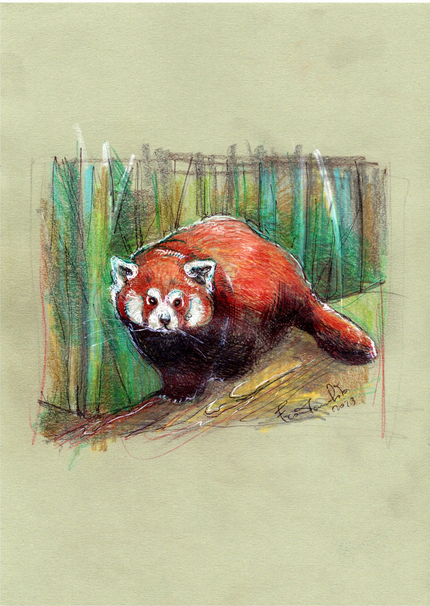 🍁 Il panda rosso: gentilezza che non chiede permesso