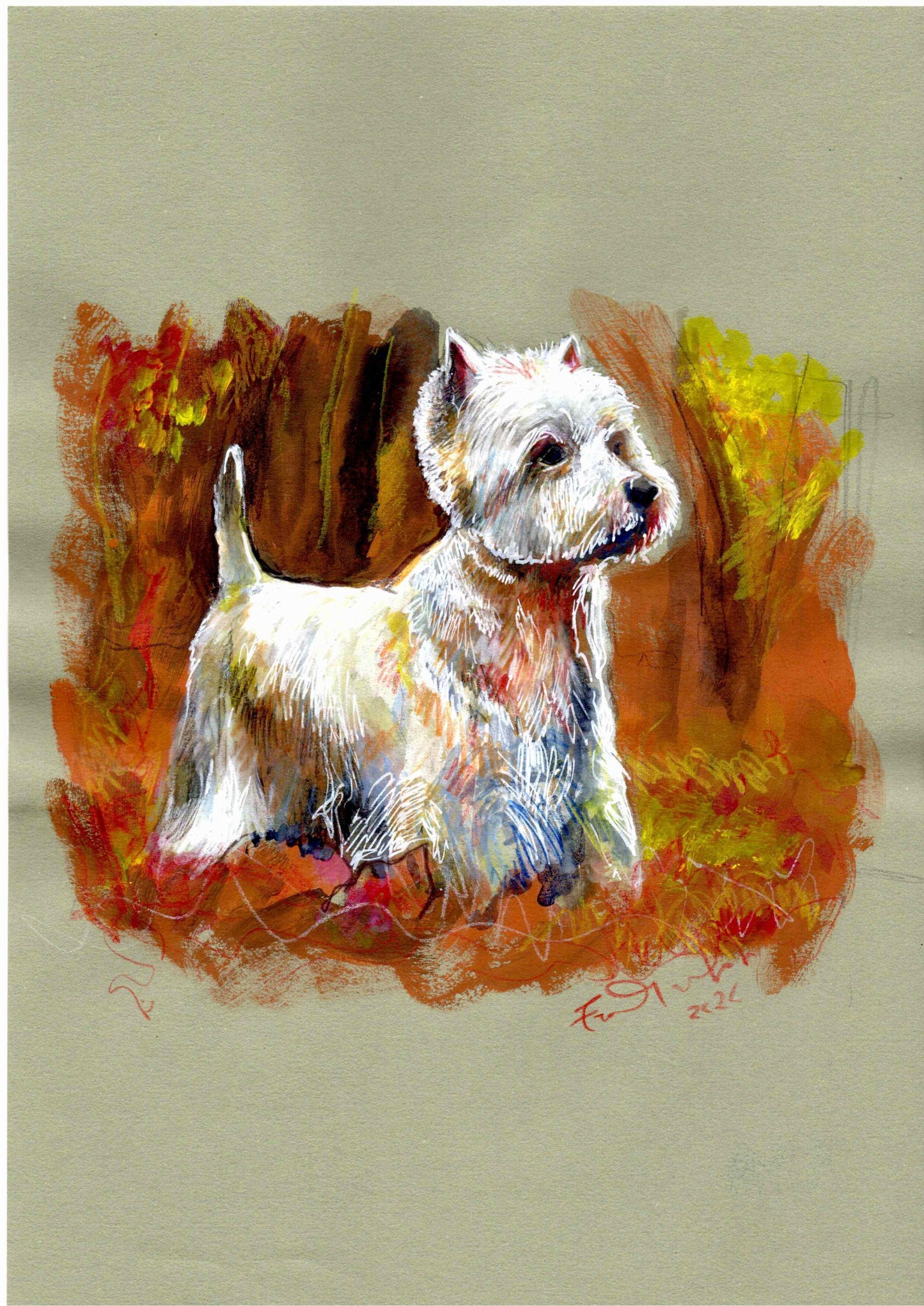 🐾 West Highland White Terrier: piccolo, ma con un cuore immenso